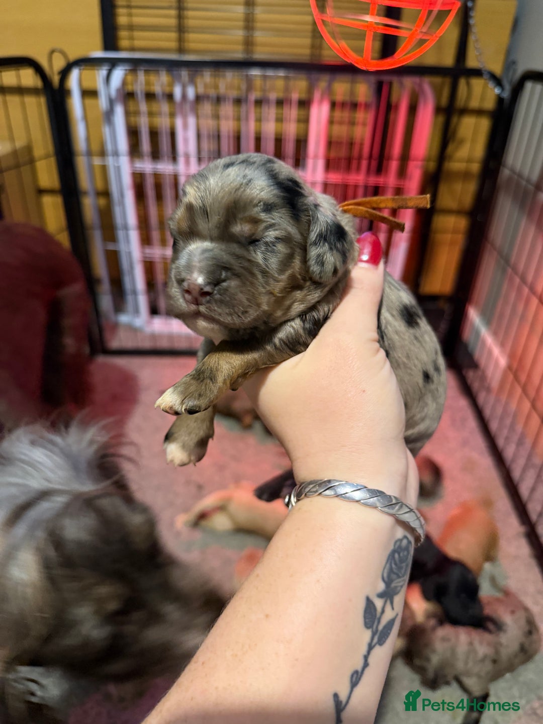 Cocker Spaniel dogs for sale: Cocker spaniel pups - Advert 4