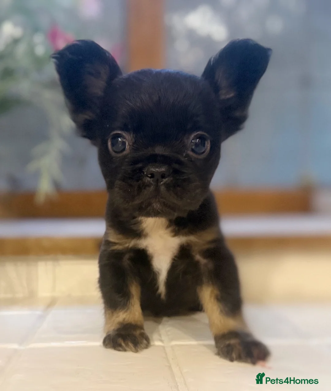 French Bulldog dogs for sale: Health Tested French Bulldog puppies - Advert 5
