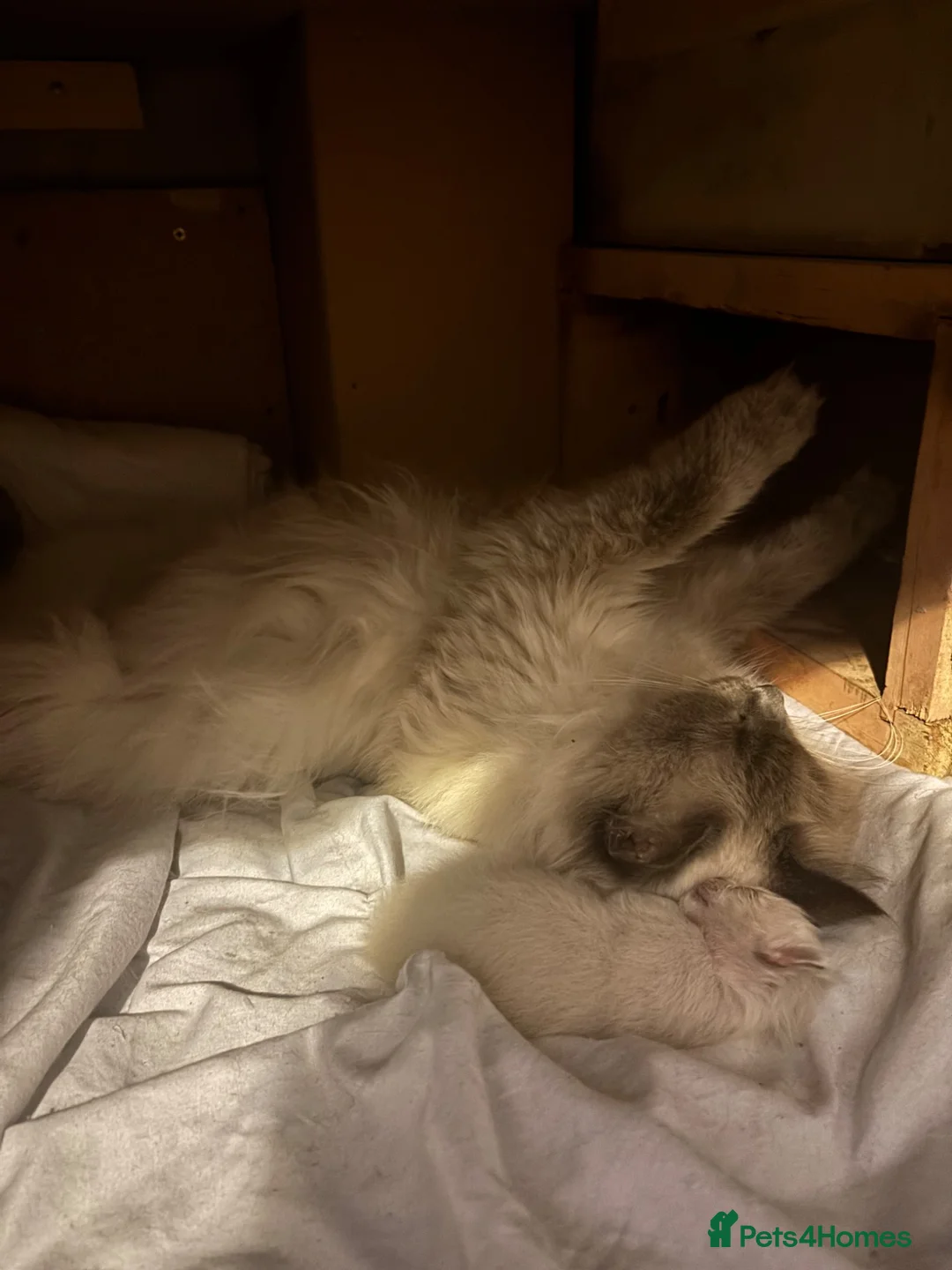 Ragdoll cats for sale: TICA registered - beautiful ragdoll kitten  - Advert 2