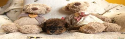 Poochon dogs for sale: Toy Poochon looking for their forever homes  - Advert 8