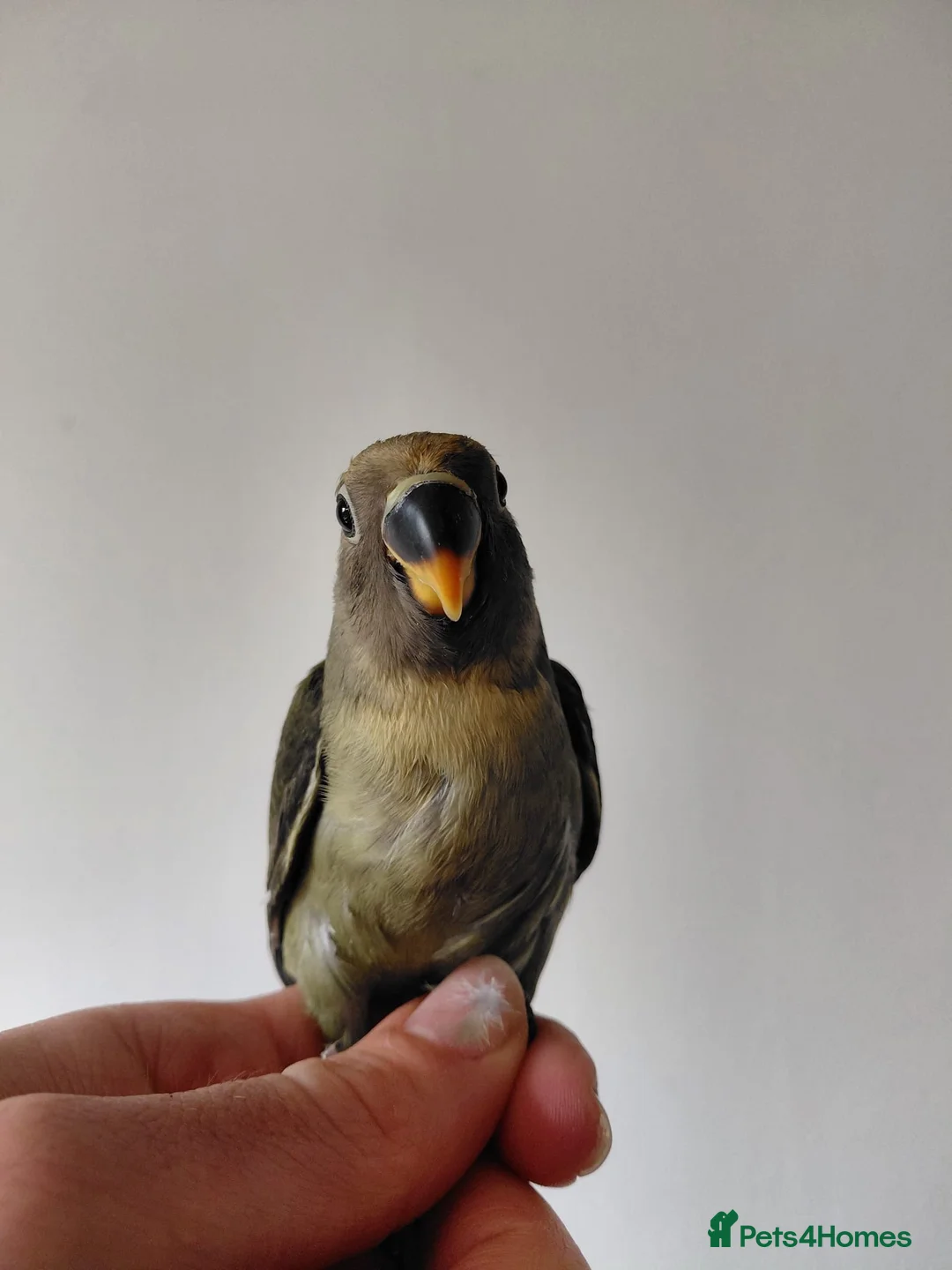 Lovebirds birds for sale: Cute little lovebirds babies  - Advert 15