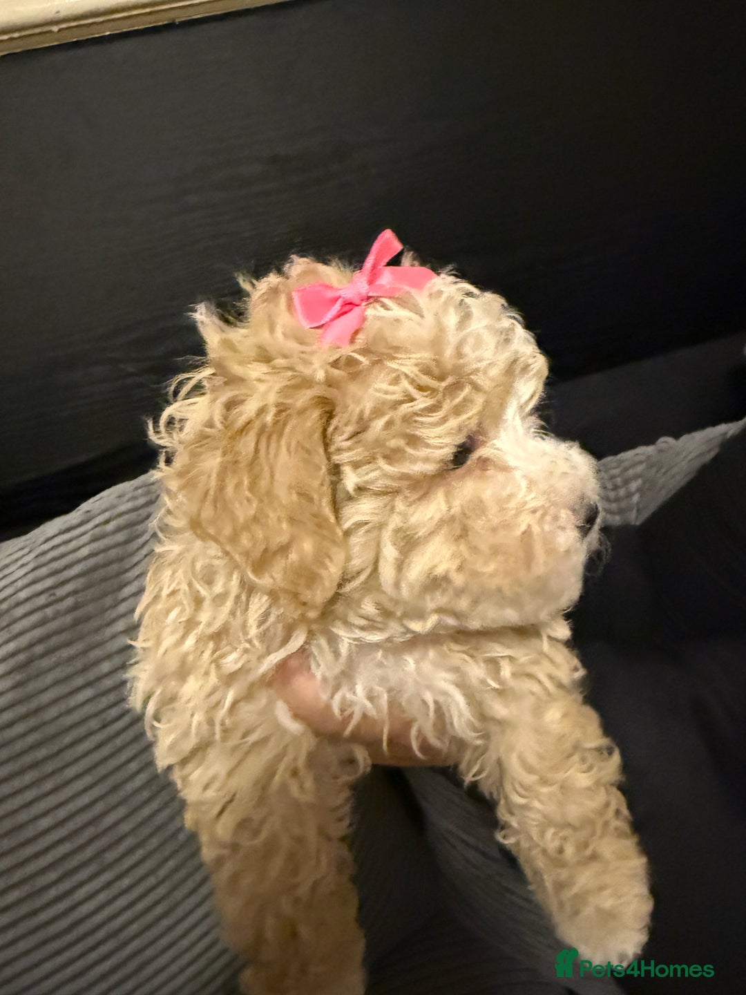 Mixed Breed dogs for sale: 4 little ones looking for a new home ❤️🩵💙 - Image 3