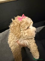 Mixed Breed dogs - Advert 2