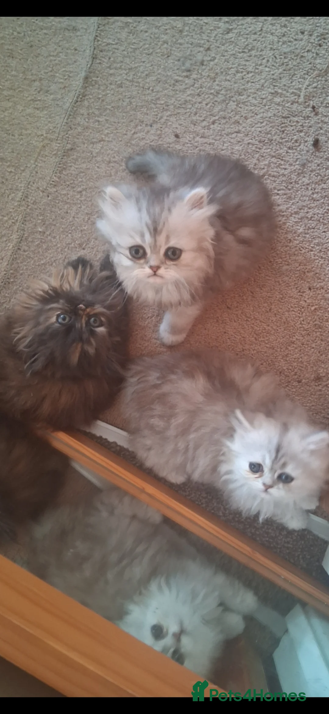 Persian cats for sale: 4 STUNNING PERSIAN KITTENS! - Advert 1