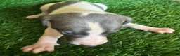 Whippet dogs for sale: ✨ EXCEPTIONAL PEDIGREE WHIPPETS  - Advert 27