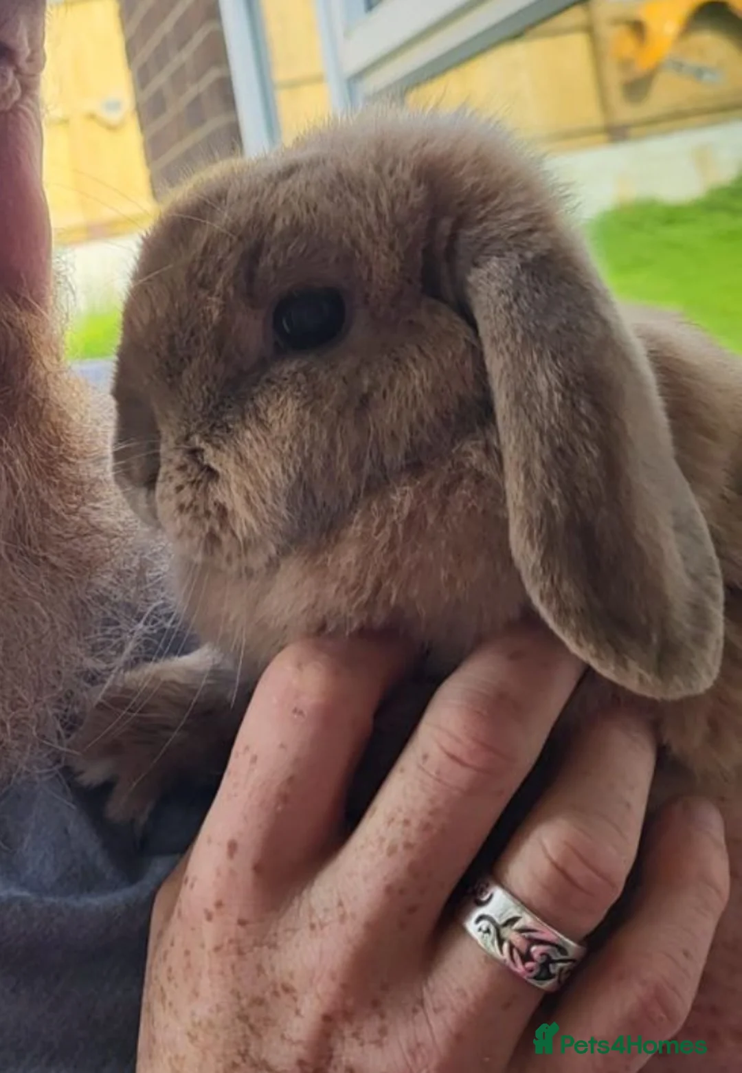 Mini Lop rabbits for sale: Mini Lop 5 year old girl in Porth - Advert 3