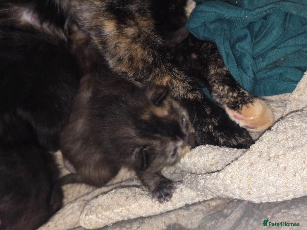 Mixed Breed cats for sale: Kittens  - Image 2