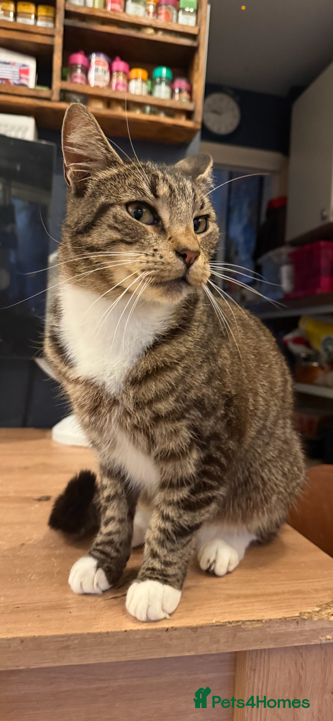 British Shorthair cats for sale: Darwin  - Advert 5