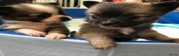 Chihuahua dogs for sale: Longhaired chihuahua puppies - Advert 22