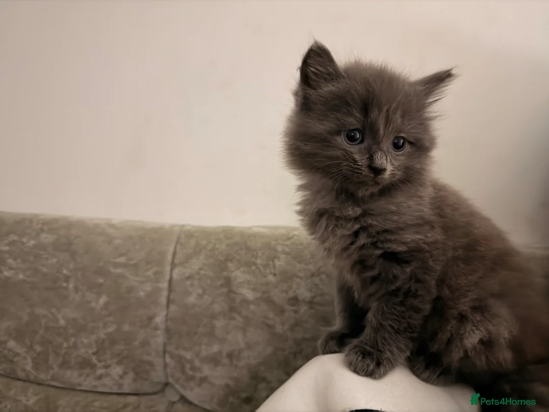 Mixed Breed cats for sale: 2 beautiful kittens for sale  - Advert 2