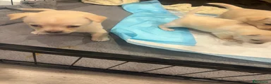Chihuahua 1
