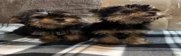 Yorkshire Terrier dogs for sale: 2 beautiful girls looking for 4ever homes 🏠 in Abertillery - Advert 1