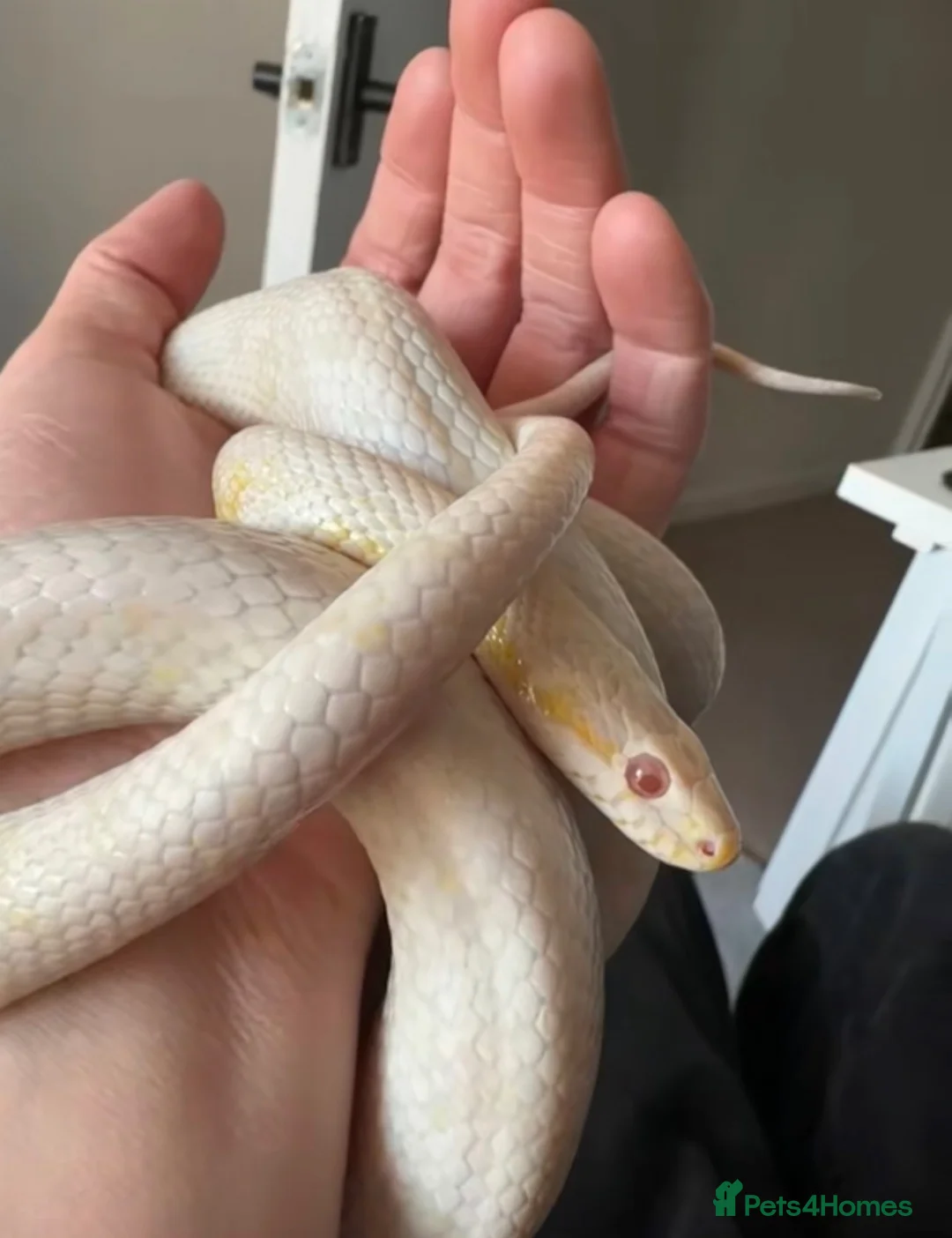 Corn Snake reptiles for sale: 2X Corn Snakes in Kettering - Advert 2