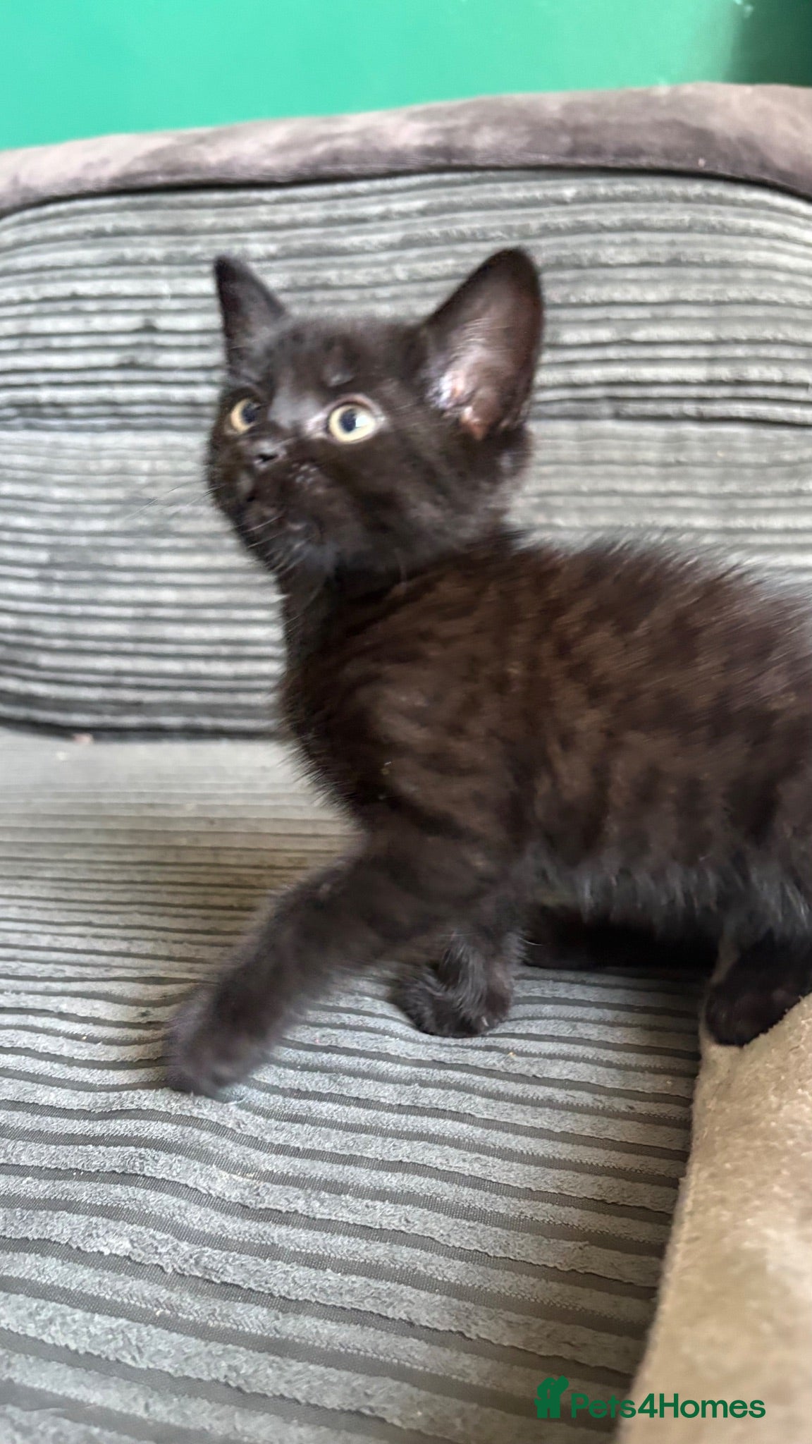 Mixed Breed cats Ready now half bengals  - Advert 9