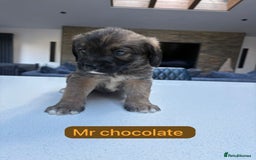 Mixed Breed dogs for sale: Outstanding Saint Bernadoodle Puppies  - Image 10