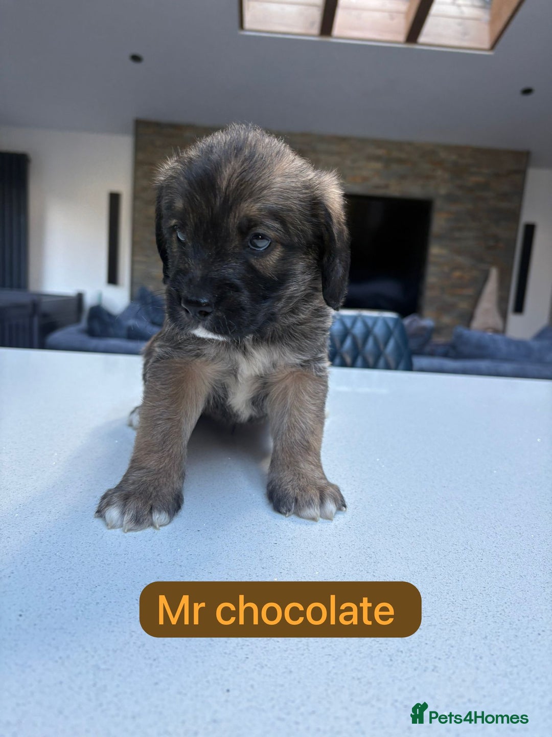 Mixed Breed dogs for sale: Outstanding Saint Bernadoodle Puppies  - Image 10