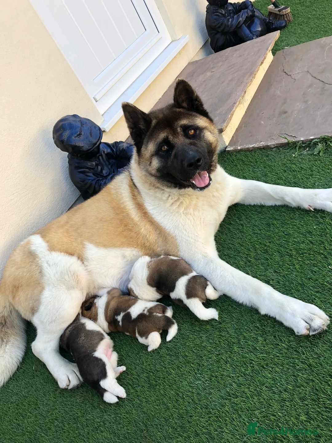 Akita dogs for sale: American akita for sale  in London - Advert 2