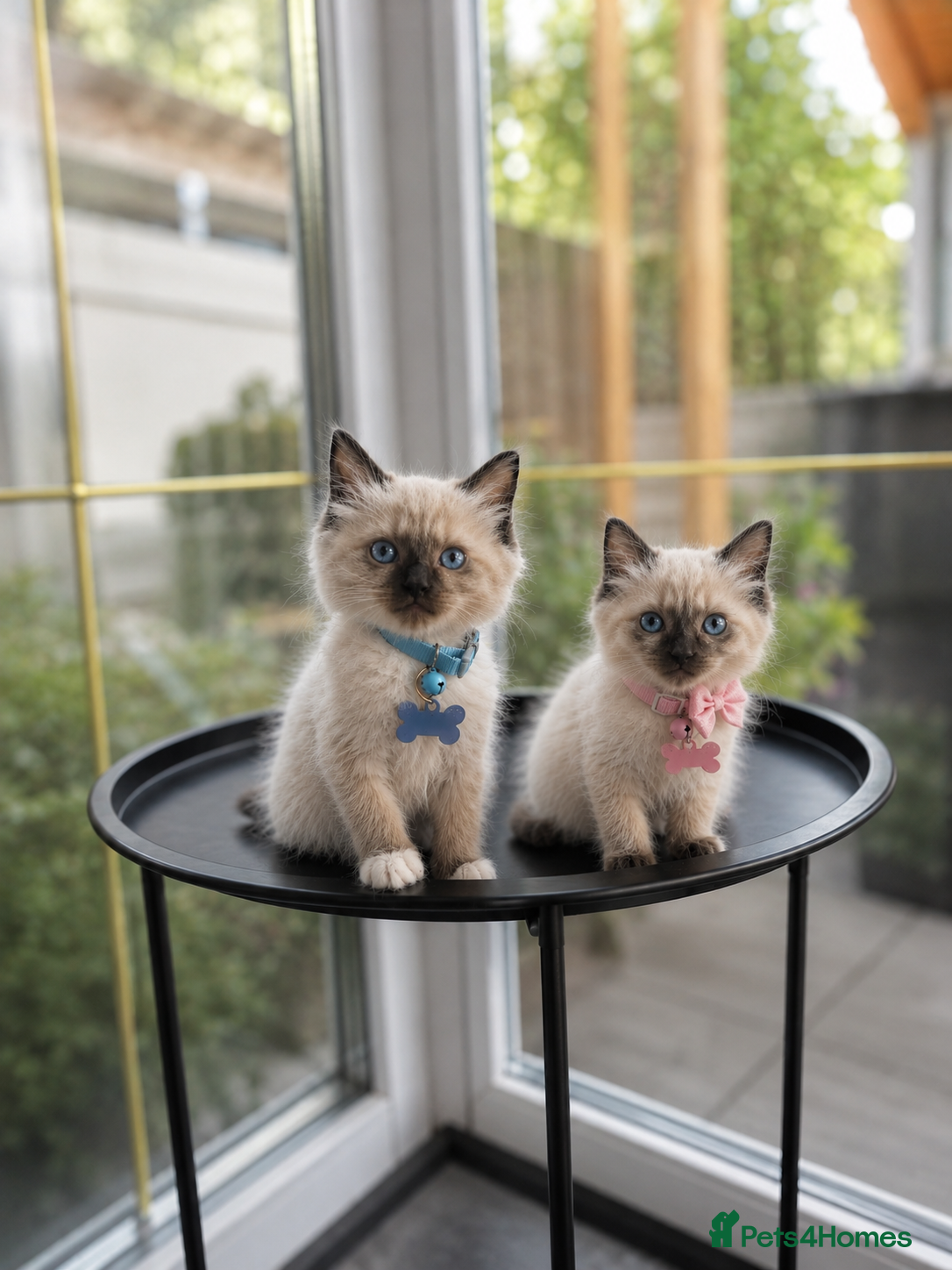 Birman cats Birman Kittens - Advert 1