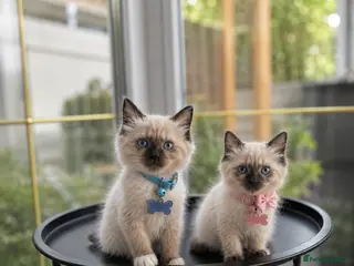 Birman cats Birman Kittens - Advert 2