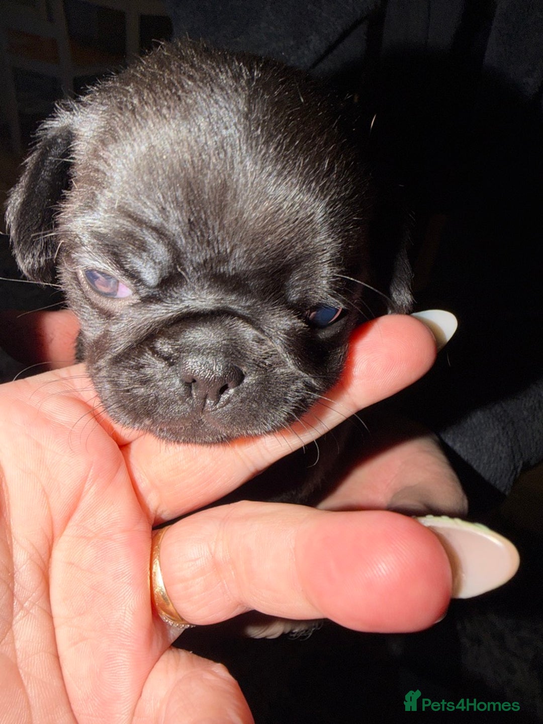 Pug dogs for sale: Pure pug puppies  - Advert 2
