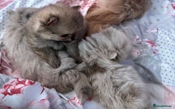 Pomchi dogs for sale: 3/4pom1/4chi PUPS now REDUCED ready in two weeks  - Advert 2