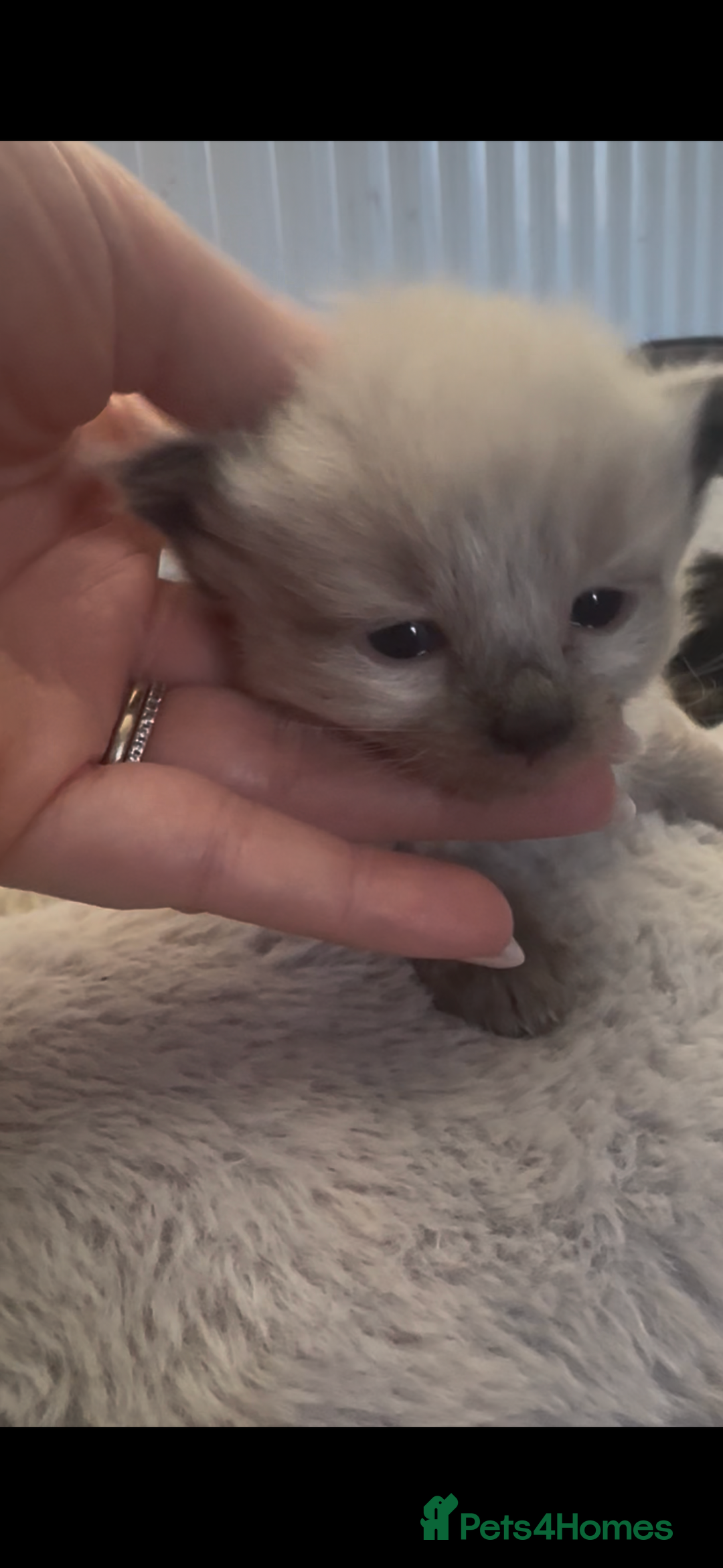 Siberian cats for sale: One male full Siberian kitten  - Image 20