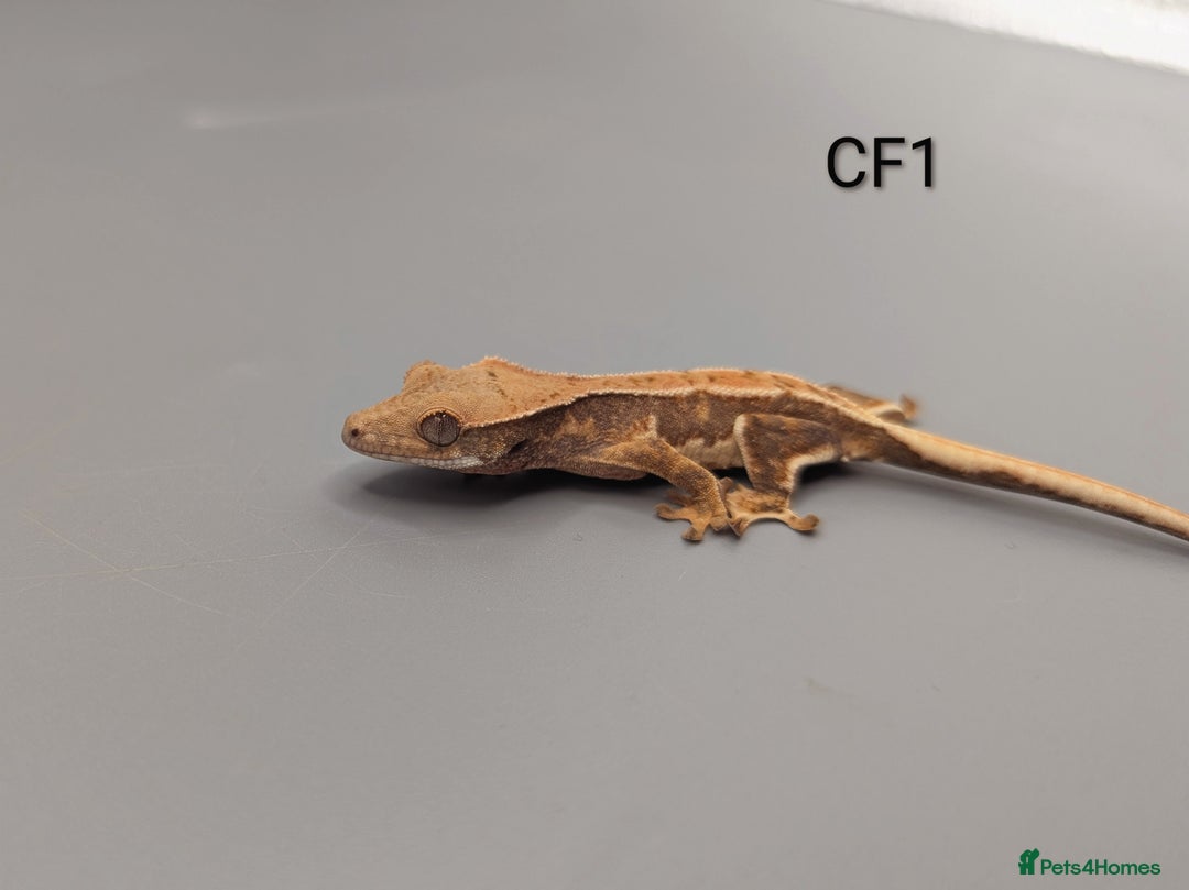 Gecko reptiles for sale: Red Lily White Crested Gecko  - Advert 1