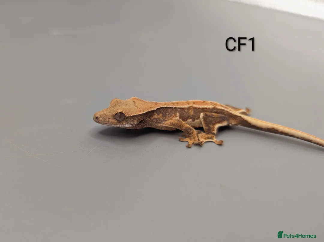 Gecko reptiles for sale: Red Lily White Crested Gecko  - Advert 1
