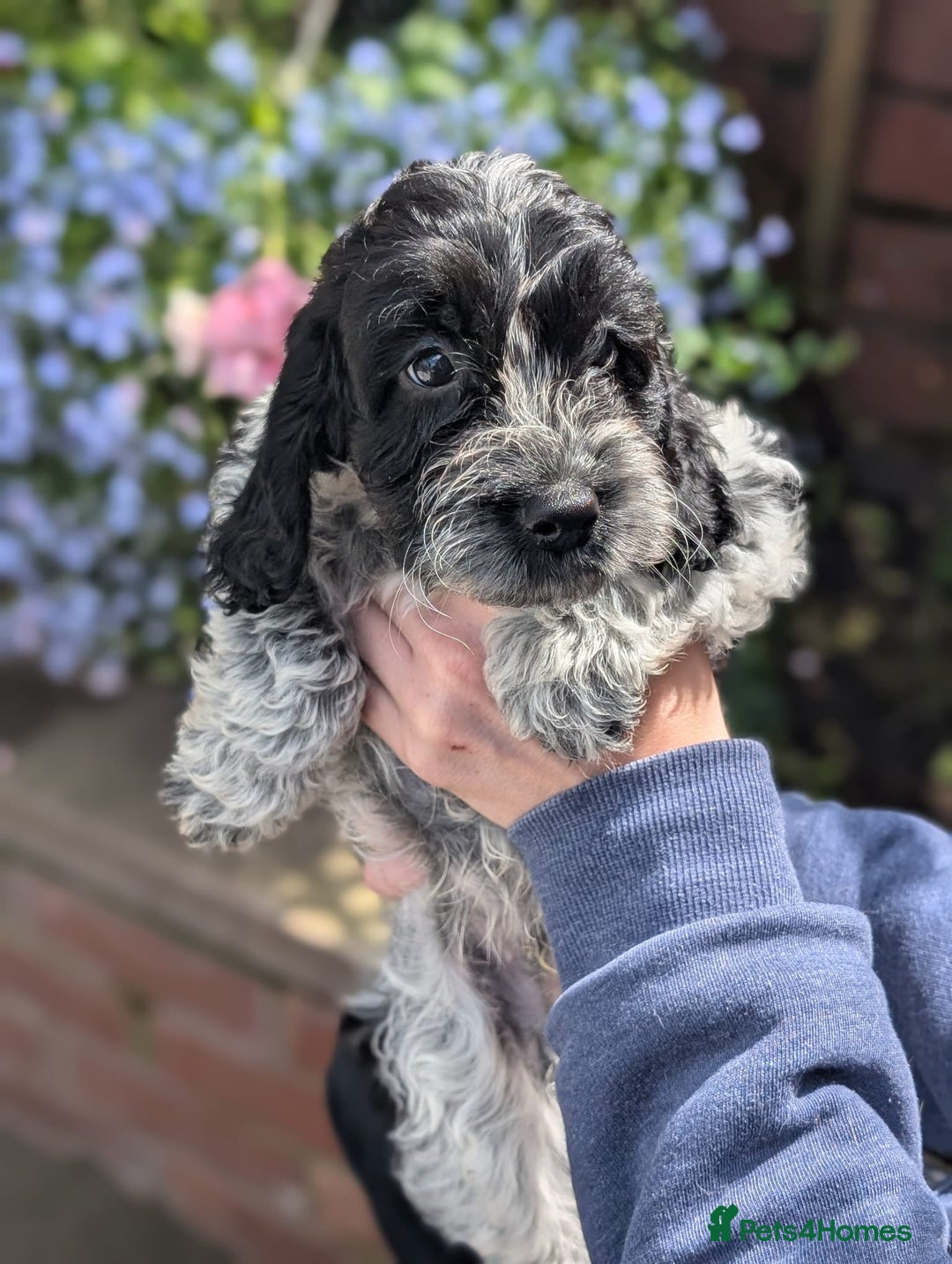 Cockapoo dogs for sale: Stunning Family Pets - Litter References Available - Image 7