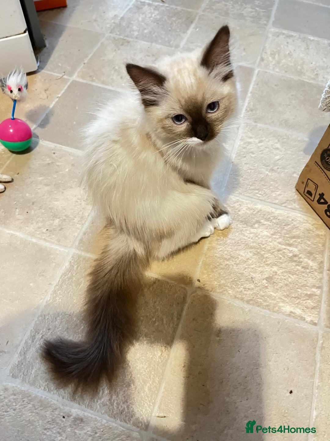 Ragdoll cats for sale: 4 Ragdoll Kittens - Advert 19