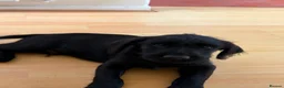 Labradoodle dogs for sale: A litter of 2 Labradoodle Black male pups  - Advert 2