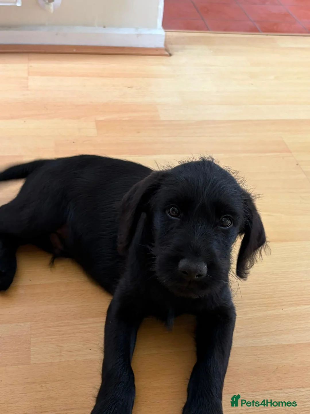 Labradoodle dogs for sale: A litter of 2 Labradoodle Black male pups  - Advert 2