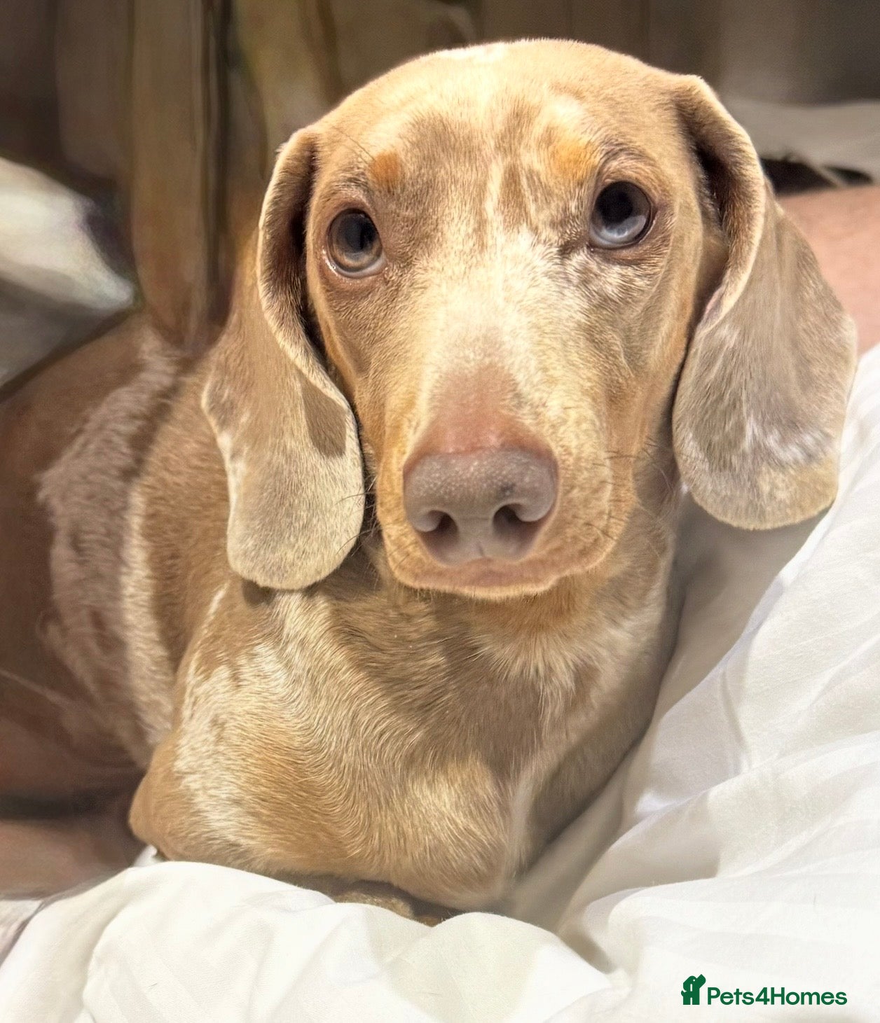 Miniature Dachshund dogs Miniature dachshund for stud  - Advert 1