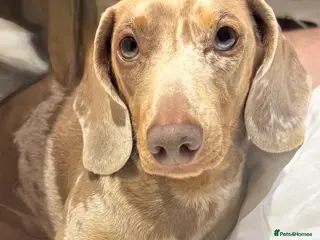 Miniature Dachshund dogs Miniature dachshund for stud - Advert 1