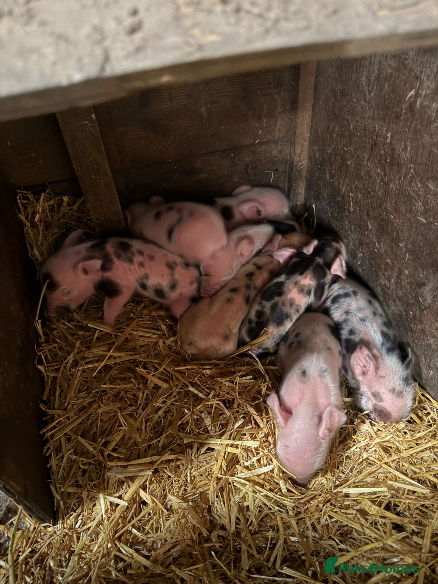 Pig livestock Full Julianna Piglets - Advert 2