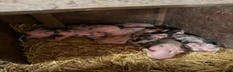 Pig livestock for sale: Full Julianna Piglets in Rossendale - Advert 2