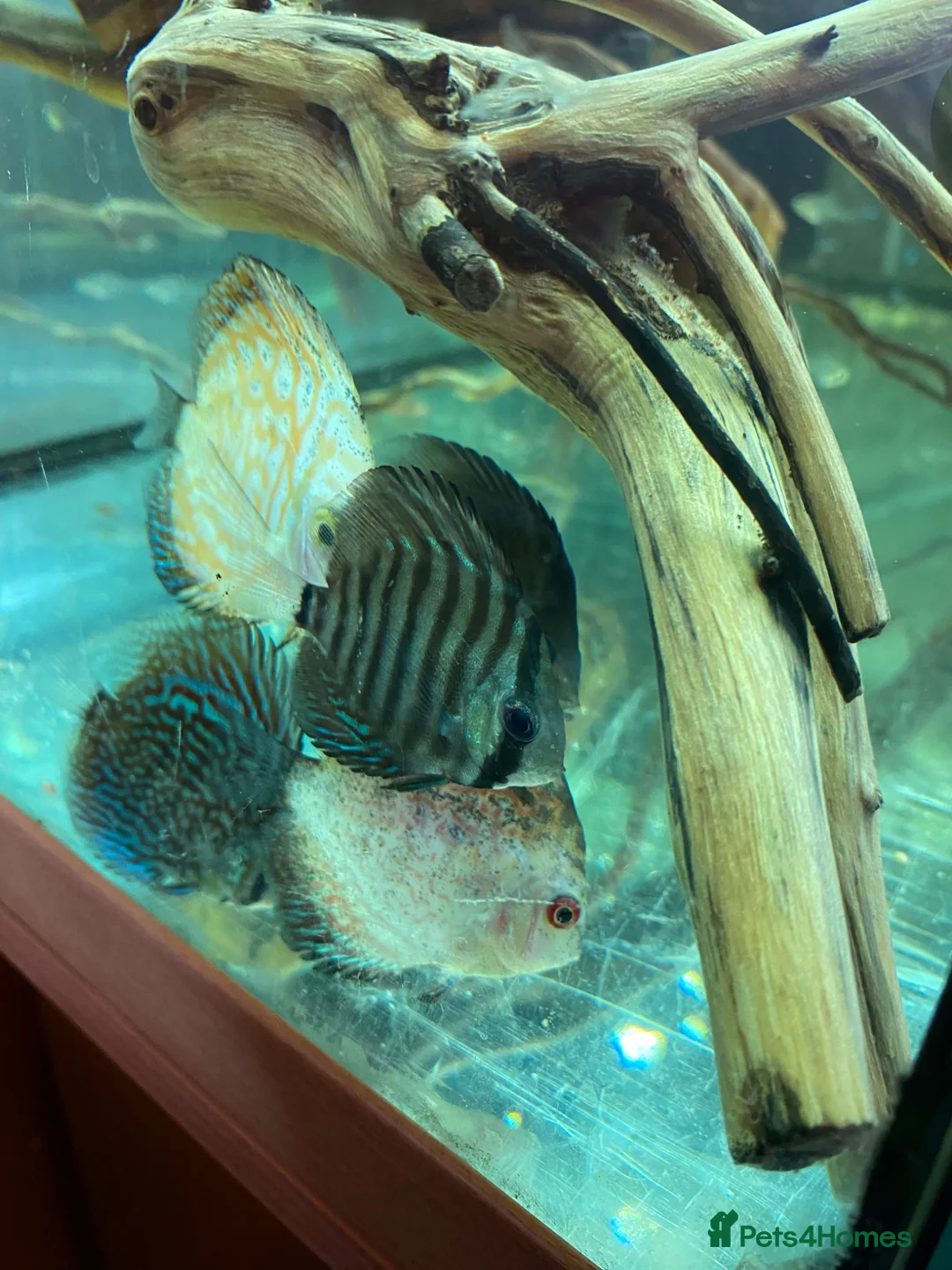 Discus fish for sale: 9 Discuss fish - Advert 5