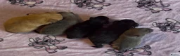 Chihuahua dogs for sale: Chihuahua pups 1 girl 1 boy - Advert 2