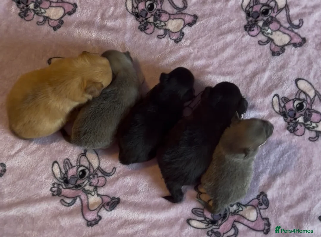 Chihuahua dogs for sale: Chihuahua pups 1 girl 1 boy - Advert 2
