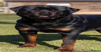 Rottweiler dogs in Windsor - Advert 12