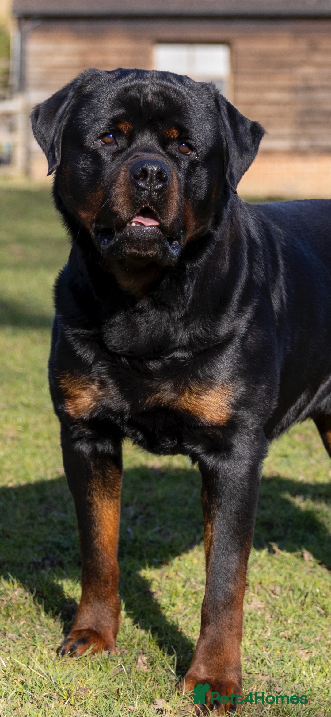 Rottweiler dogs for stud: Proven kc reg Health tested hip and elbow scored in Windsor - Image 2