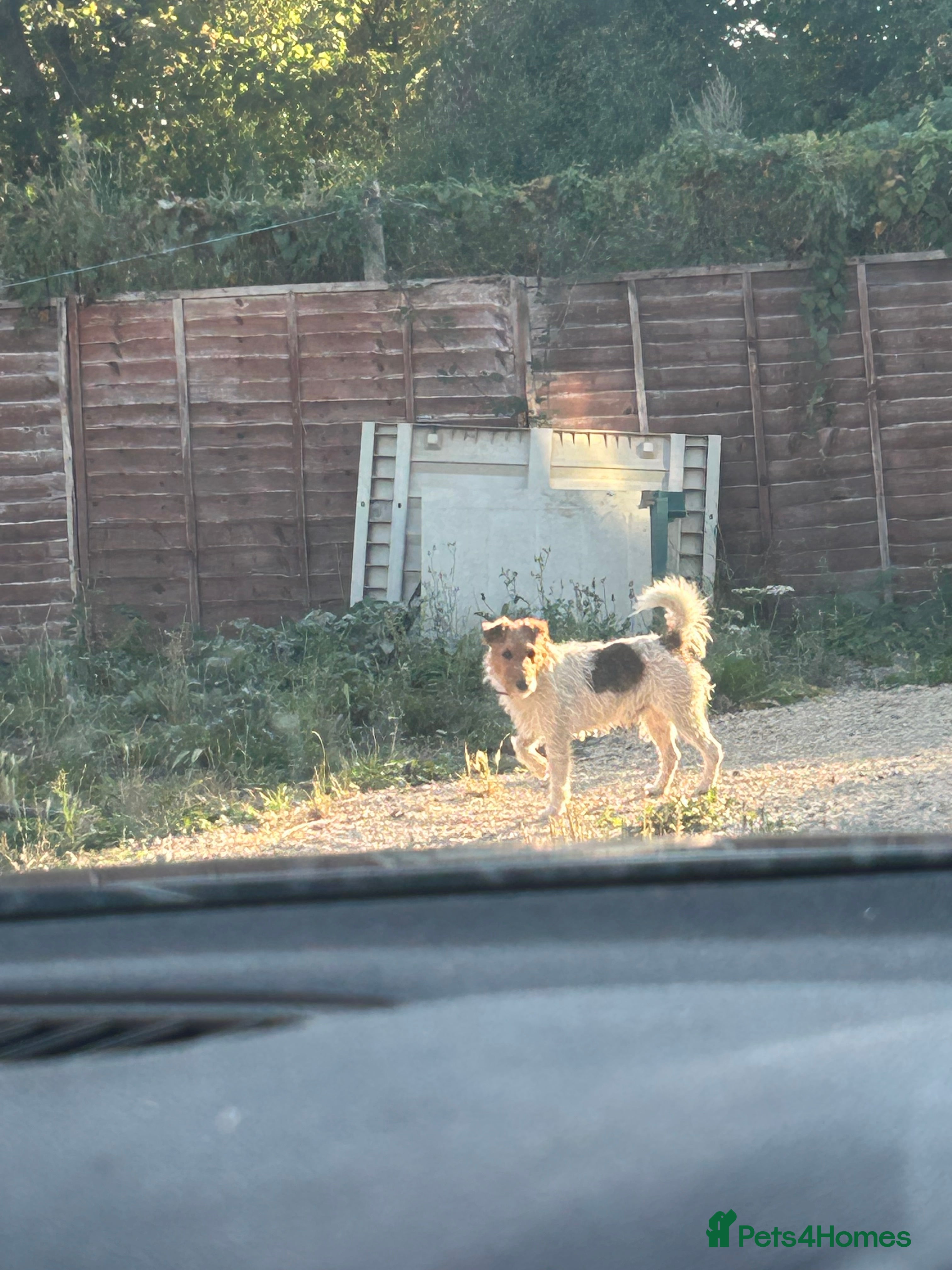 Fox Terrier dogs Working fox terrier for stud  - Advert 1