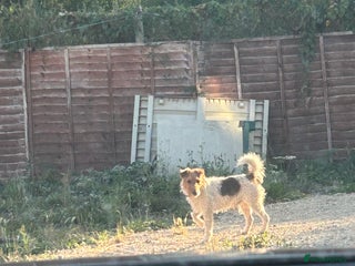 Fox Terrier dogs Working fox terrier for stud - Advert 1
