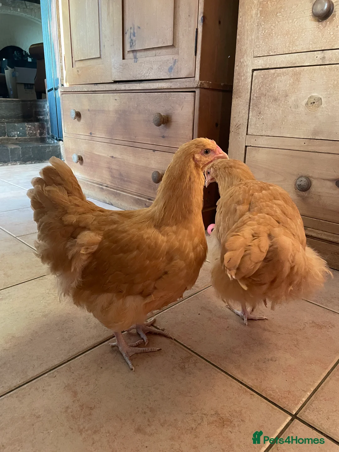 Chickens poultry for sale: Pure Bred Buff Orpington Pullets - Advert 4