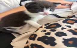 Mixed Breed cats for sale: Mix litter of 6  - Image 3