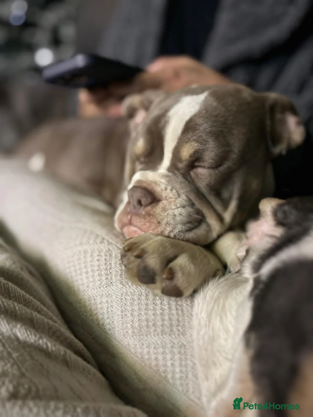 Mixed Breed dogs for sale: Bailey+Bella - Advert 11