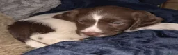 English Springer Spaniel dogs for sale: English Springer Spaniel Puppies  in Bury - Advert 8