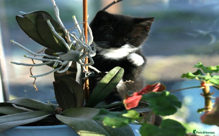 Exotic cats Exotic cross kittens - Advert 2