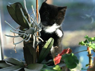 Exotic cats Exotic cross kittens - Advert 7