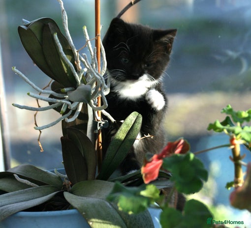 Exotic cats Exotic cross kittens - Advert 2